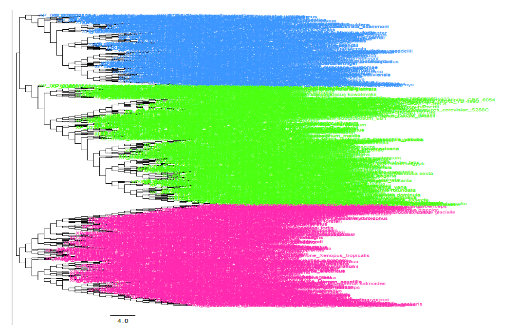 Björnstad Syndrome BCS1L Analysis